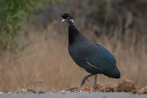 Southern Crested Guineafowl
