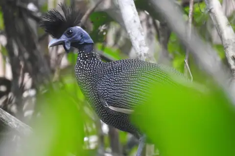 Plumed Guineafowl