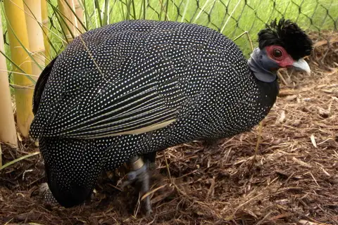 Eastern Crested Guineafowl