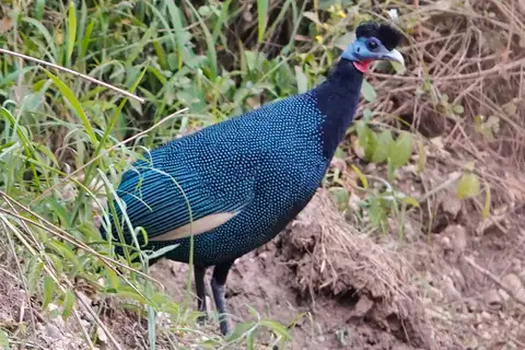 Western Crested Guineafowl