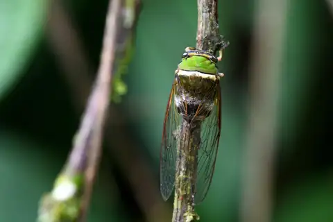 Guyalna bicolor