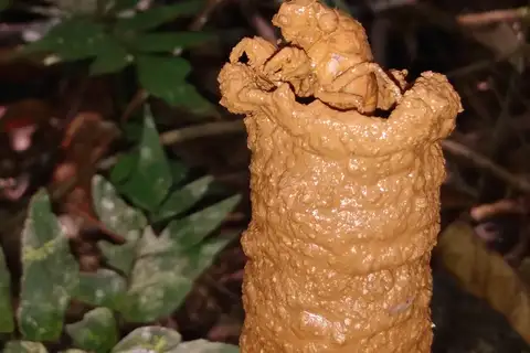 Brazilian Rainforest Cicada