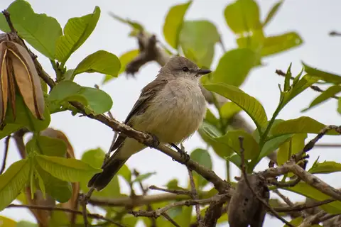 Chapada Flycatcher