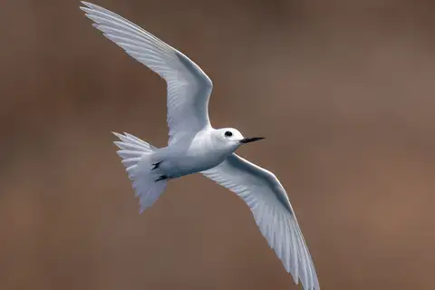 Atlantic White Tern