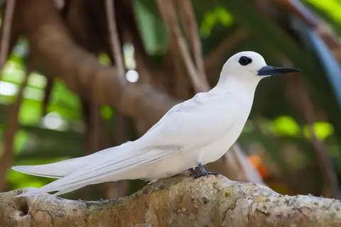Blue-billed White Tern