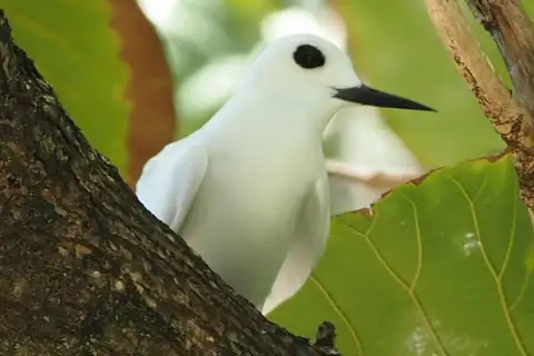 Little White Tern