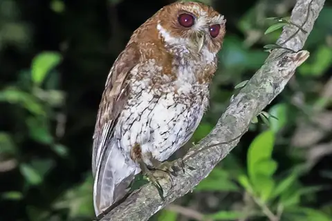 Puerto Rican Owl