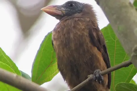 Naked-faced Barbet