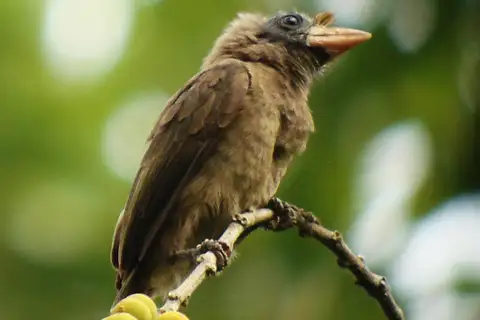 Bristle-nosed Barbet