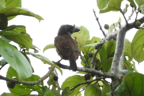 Sladen's Barbet