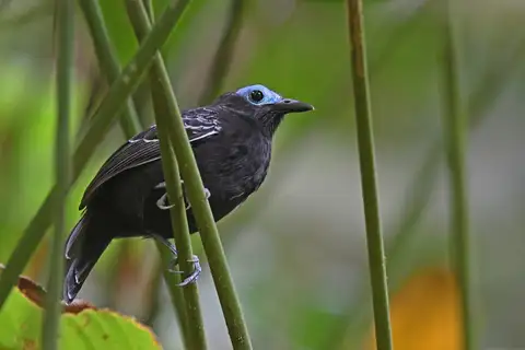 Bare-crowned Antbird