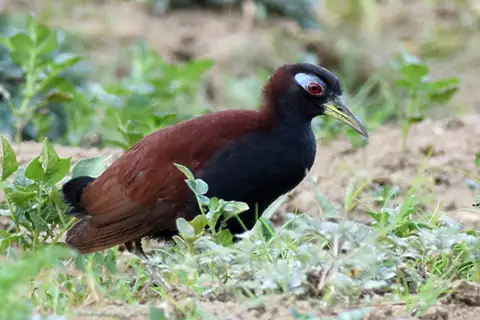 Blue-faced Rail