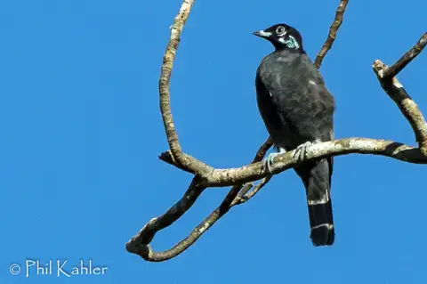 Bare-necked Fruitcrow
