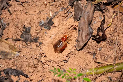 Gymnogryllus malayanus