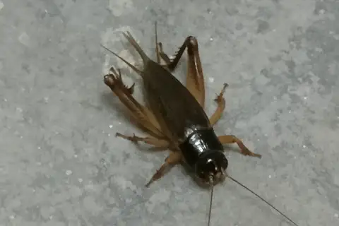 Gymnogryllus sylvestris