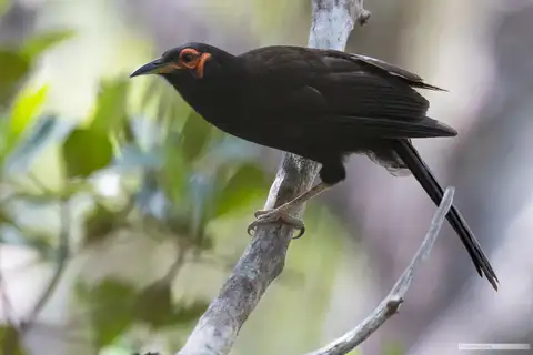 Crow Honeyeater