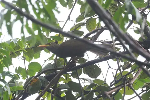 Yellow-billed Giant Honeyeater