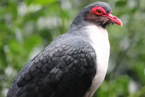 Papuan Mountain Pigeon