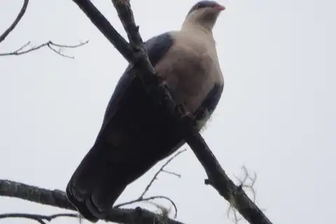 Buru Mountain Pigeon