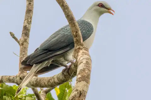 Pale Mountain Pigeon