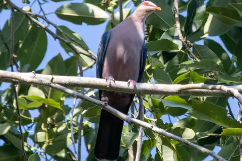 Seram Mountain Pigeon