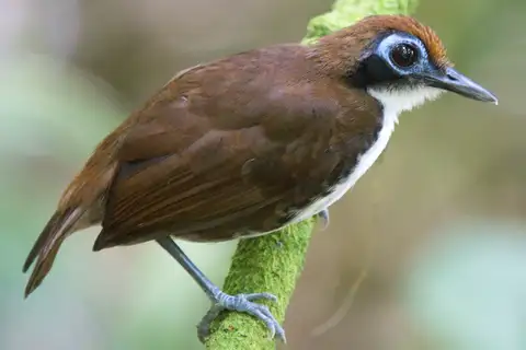 Bicolored Antbird