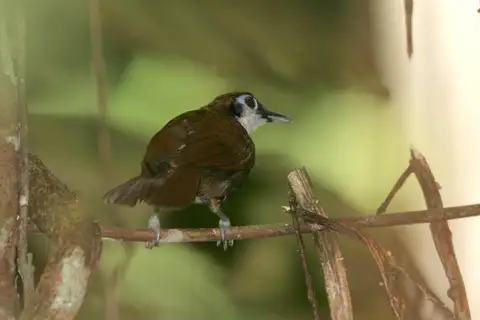 White-cheeked Antbird