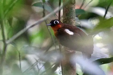 Rufous-throated Antbird