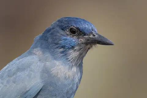 Pinyon Jay