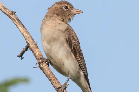 Yellow-spotted Bush Sparrow