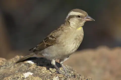 Yellow-throated Bush Sparrow