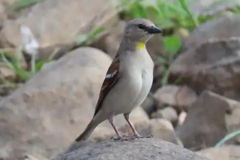 Yellow-throated Sparrow