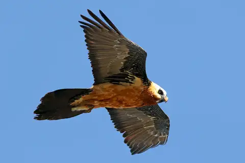 Bearded Vulture