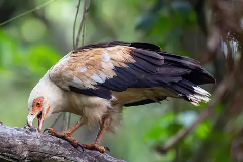 Palm-nut Vulture