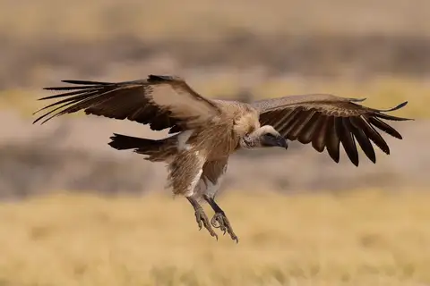 White-backed Vulture