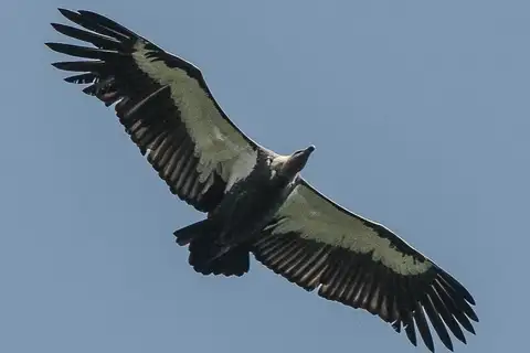 White-rumped Vulture