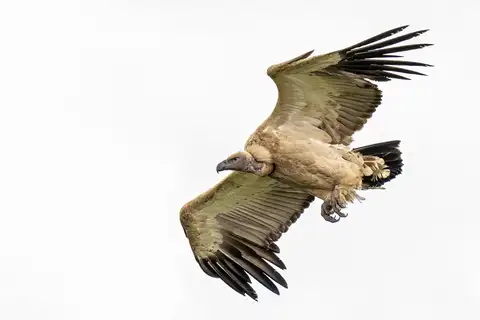 Cape Vulture