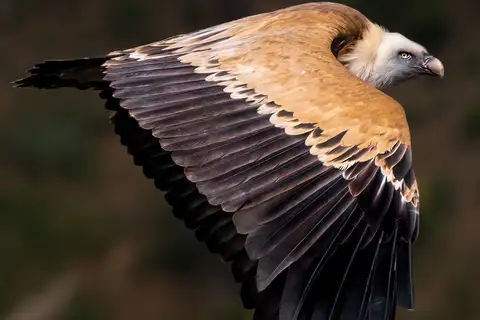 Griffon Vulture