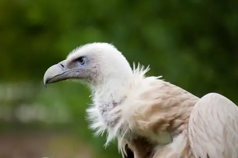 Himalayan Vulture