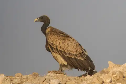 Indian Vulture