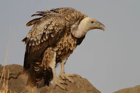 Rüppell's Vulture