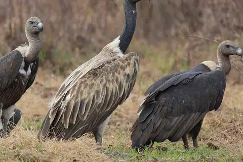 Slender-billed Vulture