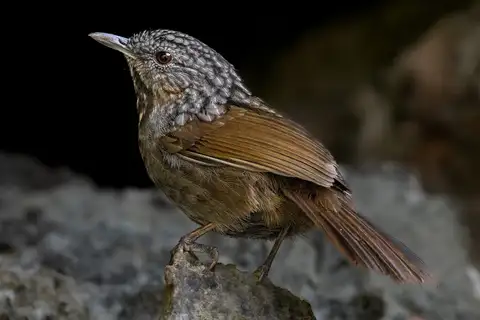 Annam Limestone Babbler