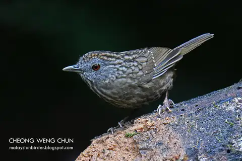 Streaked Wren-Babbler
