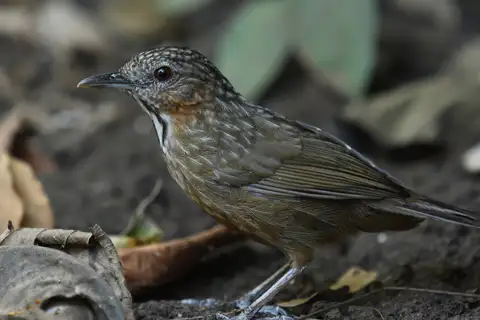 Rufous Limestone Babbler