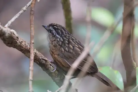 Mountain Wren-Babbler