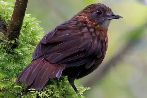 Rusty-breasted Wren-Babbler