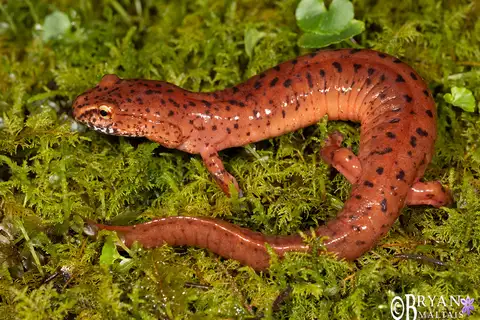 Spring Salamander