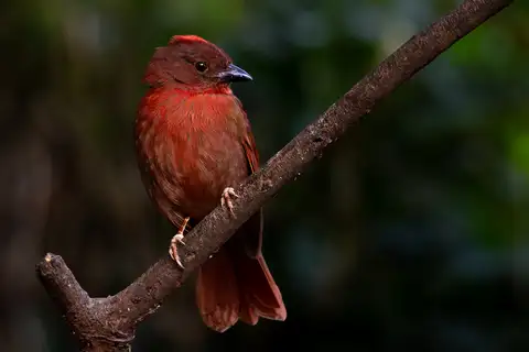 Red-crowned Ant Tanager