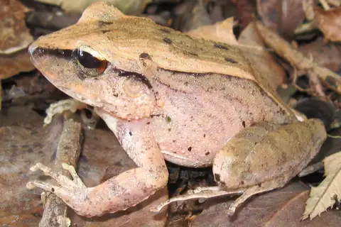Clay Robber Frog